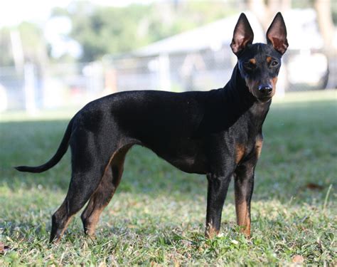 manchester terrier toy